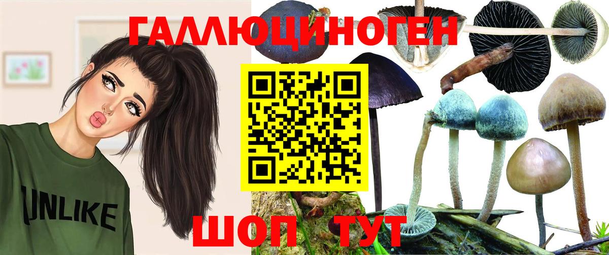 Псилоцибиновые грибы Cubensis Новокубанск
